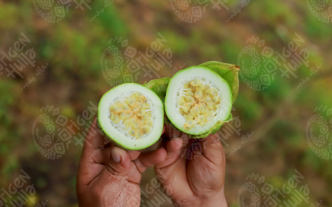 Postre de cholupa del Huila, una delicia para el paladar